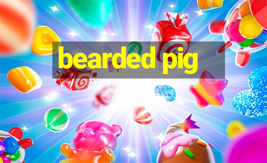 bearded pig